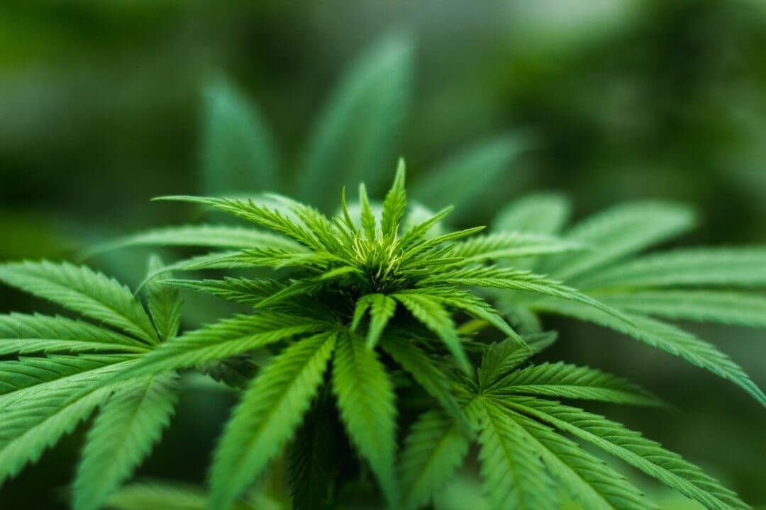 blur-cannabis-close-up-606506-8336157