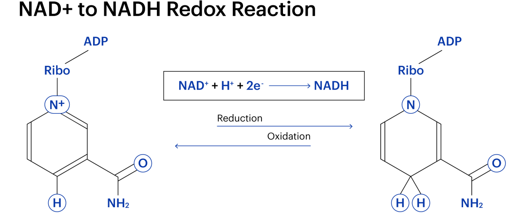 nad-to-nadh-redox-reaktion-1455965